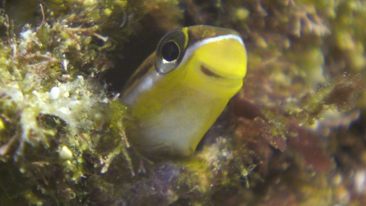 keyframe of organism