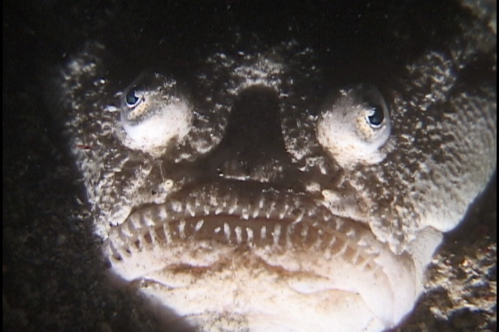 keyframe of organism