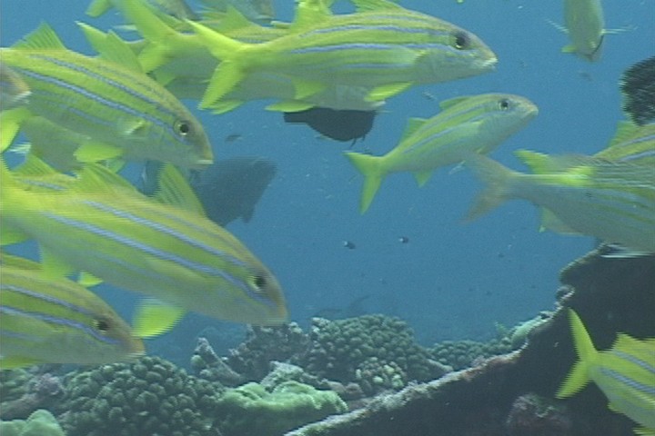 keyframe of organism