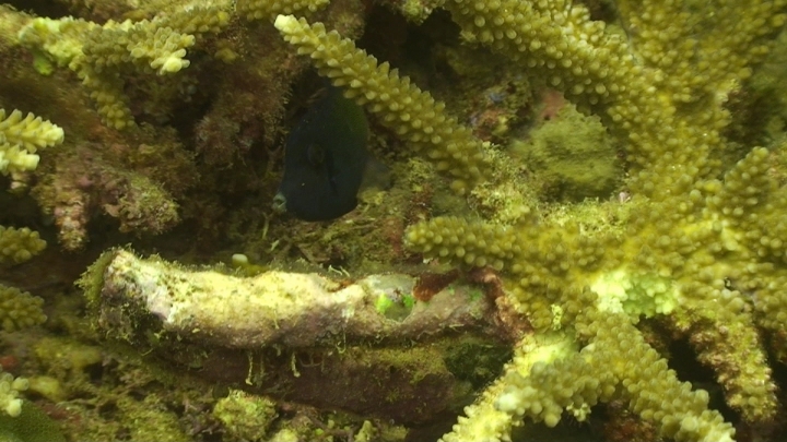 keyframe of organism
