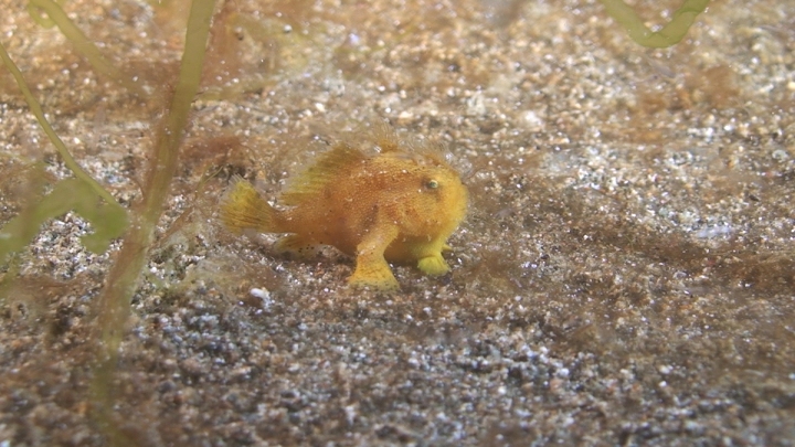keyframe of organism