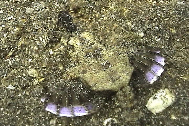 keyframe of organism