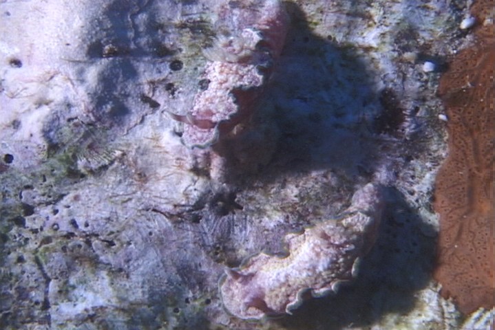 keyframe of organism