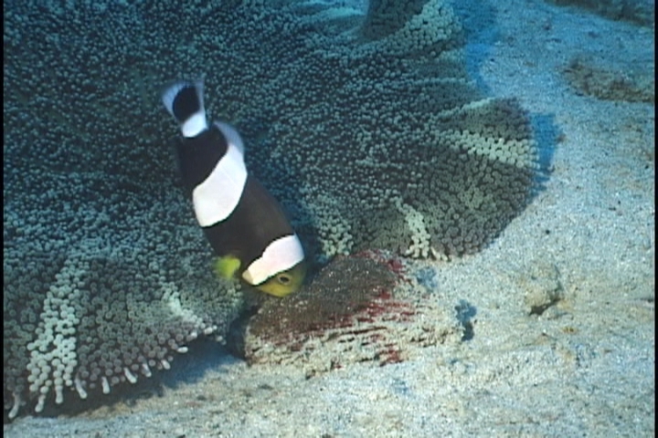 keyframe of organism