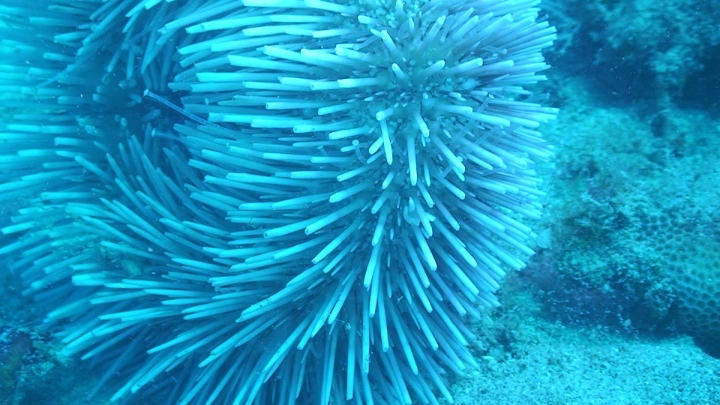 keyframe of organism