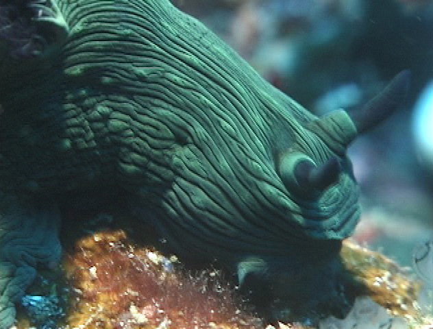 keyframe of organism
