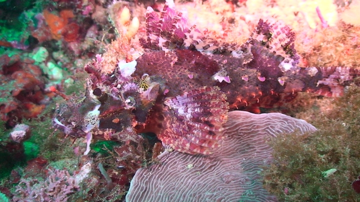 keyframe of organism