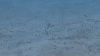 Filmstrip Image