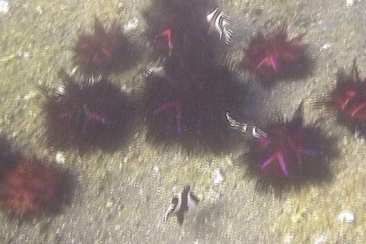 keyframe of organism