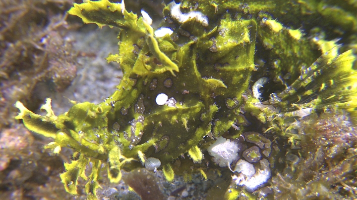 keyframe of organism