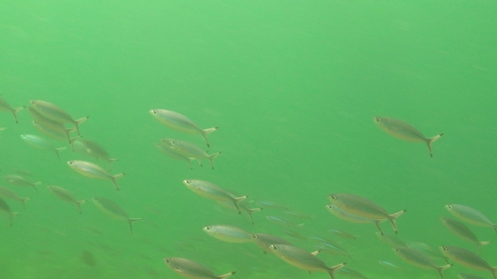 keyframe of organism