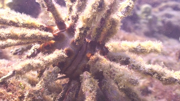 keyframe of organism