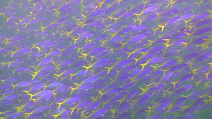 keyframe of organism