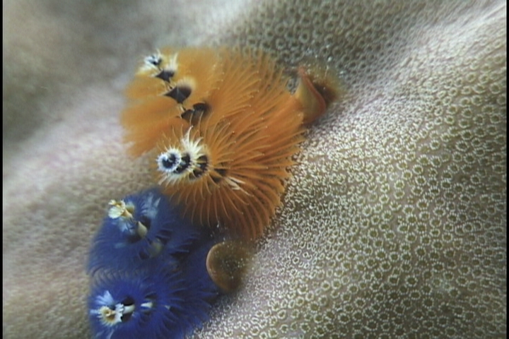 keyframe of organism