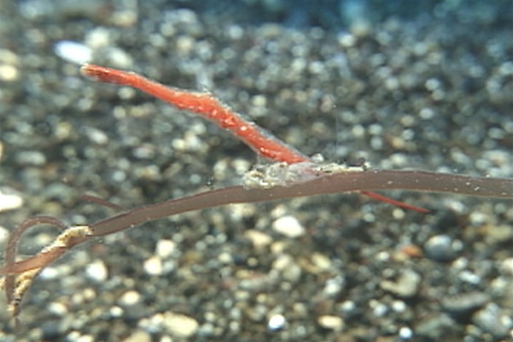 keyframe of organism