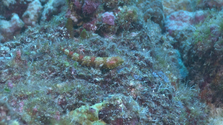 keyframe of organism
