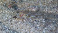 Twospot Sand Goby  <I>Coryphopterus duospilus</i>