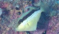 Juvenile triggerfish (<i>Sufflamen fraenatum</i>)
